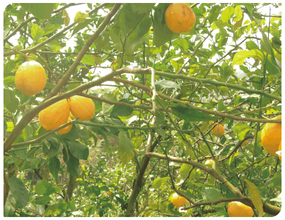 自然あふれる佐賀県の山で手間ひまかけて育てました